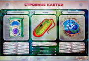 Стенды для кабинета биологии - «globural.ru» - Ижевск