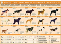 Комплект плакатов "Кинология" - «globural.ru» - Ижевск