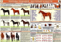 Комплект плакатов "Служебное коневодство" - «globural.ru» - Ижевск