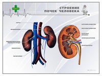 Стенд "Строение почки человека" - «globural.ru» - Ижевск