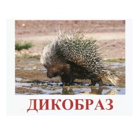 Карточки Домана "Дикие животные-3" - «globural.ru» - Ижевск