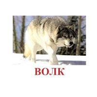 Карточки Домана "Дикие животные-1" - «globural.ru» - Ижевск