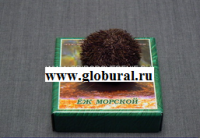 Сухой препарат "Еж морской" - «globural.ru» - Ижевск