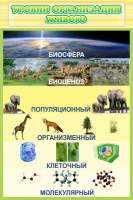 Стенд "Уровни организации живого" - «globural.ru» - Ижевск