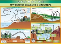 Таблица Круговорот веществ в биосфере 1000*700 винил - «globural.ru» - Ижевск