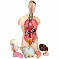 Торс человека разборный (42 см.) - «globural.ru» - Ижевск