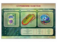 Электрифицированный стенд "Строение клетки" с маркерными полями - «globural.ru» - Ижевск