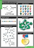 Биология. Химия клетки (комплект таблиц) - «globural.ru» - Ижевск