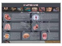 Стенд "Курение" (вариант 1) - «globural.ru» - Ижевск