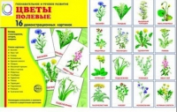 Демонстрационные карточки "Цветы полевые" - «globural.ru» - Ижевск
