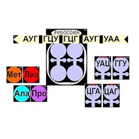 Модель-аппликация "Биосинтез белка" (ламинированная) - «globural.ru» - Ижевск