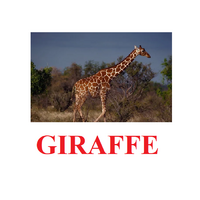 "Wild Animals-1" ("Дикие животные-1") английские карточки Домана - «globural.ru» - Ижевск