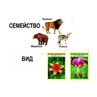 Модель-аппликация "Классификация растений и животных" (ламинированная) - «globural.ru» - Ижевск