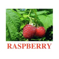 "Berries-1" ("Ягоды-1") английские карточки Домана - «globural.ru» - Ижевск