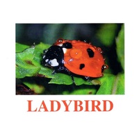 "Insects" ("Насекомые") английские карточки Домана - «globural.ru» - Ижевск