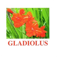"Flowers-1" ("Цветы-1") английские карточки Домана - «globural.ru» - Ижевск