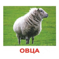 .Карточки Домана "Домашние животные" - «globural.ru» - Ижевск