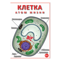 DVD Клетка - "атом жизни" - «globural.ru» - Ижевск