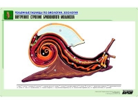 Рельефная таблица "Внутреннее строение брюхоногого моллюска" (формат А1, матовое ламинир.) - «globural.ru» - Ижевск