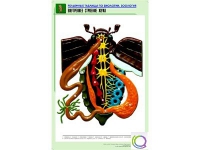 Рельефная таблица "Внутреннее строение жука" (формат А1, матовое ламинир.) - «globural.ru» - Ижевск