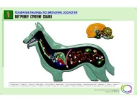 Рельефная таблица "Внутреннее строение собаки" (формат А1, матовое ламинир.) - «globural.ru» - Ижевск