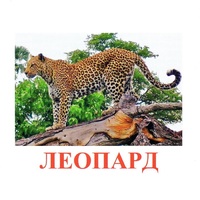 Карточки Домана "Дикие животные-2" - «globural.ru» - Ижевск