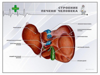 Стенд "Строение печени человека" - «globural.ru» - Ижевск