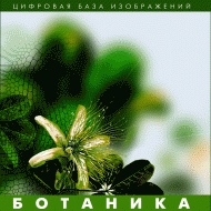 Ботаника. (Цифровая база изображений) - «globural.ru» - Ижевск