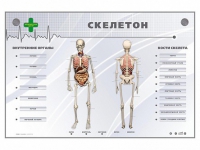 Электрифицированный стенд-тренажер "Скелетон" - «globural.ru» - Ижевск