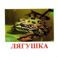 Карточки Домана "Амфибии и рептилии" - «globural.ru» - Ижевск