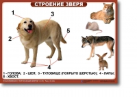 Ознакомление с окружающим миром. 1-4 класс. Комплект таблиц. Наглядные пособия для начальной школы, учебные пособия - «globural.ru» - Ижевск