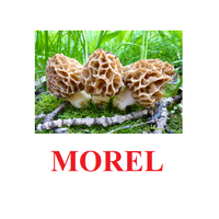 "Mushrooms" ("Грибы") английские карточки Домана - «globural.ru» - Ижевск