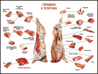 Правила разделки мясных туш "Говядина и телятина" 1000*1400 винил - «globural.ru» - Ижевск