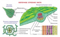 Плакаты и таблицы по биологии - «globural.ru» - Ижевск