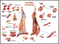 Правила разделки мясных туш "Баранина и ягнятина" 1000*1400 винил - «globural.ru» - Ижевск