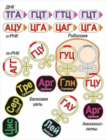 Модель-аппликация Биосинтез белка - «globural.ru» - Ижевск
