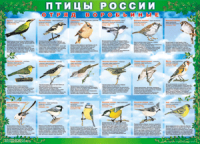 Таблица Птицы России из  4 листов в комплекте 1000*1400 винил	 - «globural.ru» - Ижевск