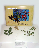 Гербарий Деревья и кустарники (20 видов) - «globural.ru» - Ижевск