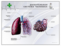Стенд "Дыхательная система человека" - «globural.ru» - Ижевск