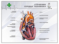 Стенд "Строение сердца человека" - «globural.ru» - Ижевск