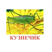 Карточки Домана "Насекомые" - «globural.ru» - Ижевск