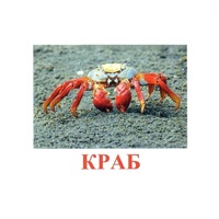 Карточки Домана "Подводный мир" - «globural.ru» - Ижевск