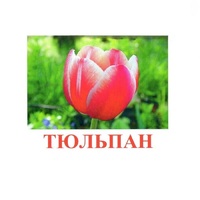 Карточки Домана "Цветы-1" - «globural.ru» - Ижевск