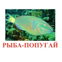 Карточки Домана "Рыбы" - «globural.ru» - Ижевск