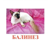 Карточки Домана "Породы кошек" - «globural.ru» - Ижевск