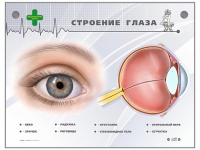 Интерактивный стенд "Строение глаза" - «globural.ru» - Ижевск