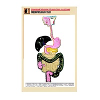 Рельефная таблица "Пищеварительный тракт" (формат А1, матовое ламинир.) - «globural.ru» - Ижевск