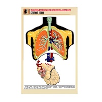 Рельефная таблица "Строение легких" (формат А1, матовое ламинир.) - «globural.ru» - Ижевск