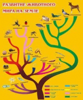 Стенд "Развитие животного мира на земле" - «globural.ru» - Ижевск