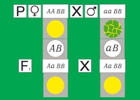 Модель-аппликация Дигибридное скрещивание. Законы Менделя. (набор из 84 карт) - «globural.ru» - Ижевск